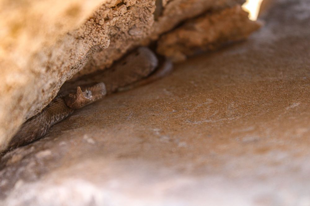 Brown phase viper sits hidden in a rocky crevice. 