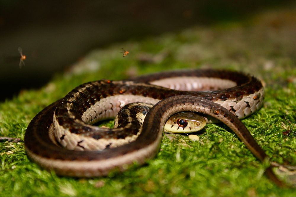 Eastern garter snake on a moss covered rock