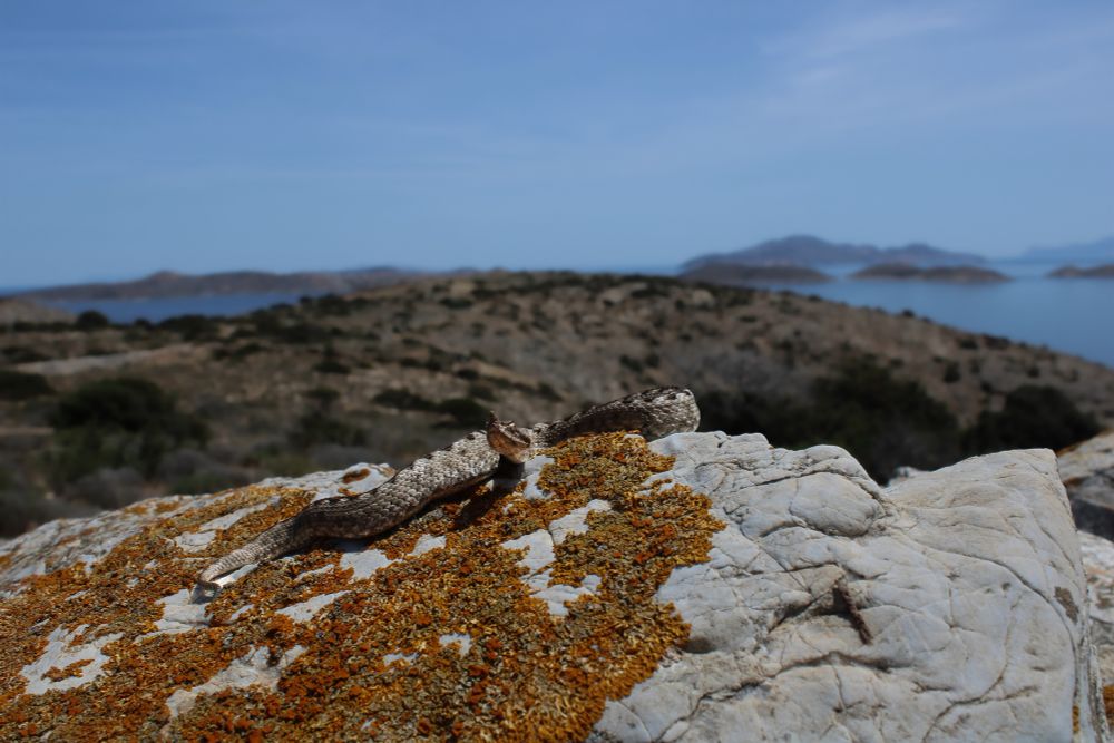 A viper sits on a lichen colored rock with a wide view look at the Cyclades in the background 