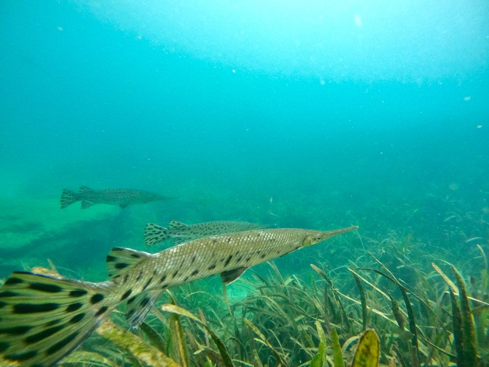 Close-up shot of a Florida gar swimming in clear blue water of a Florida spring