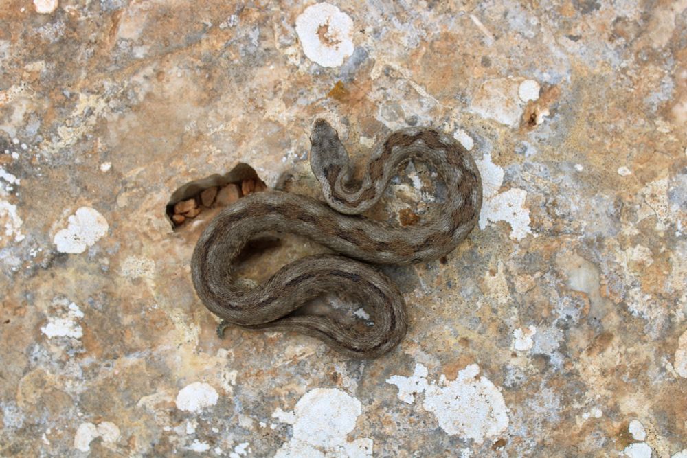 A top down view of a brown and grey viper 