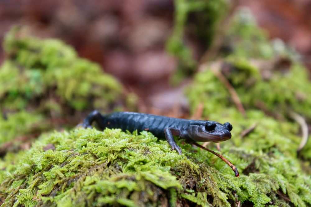 Close up shot of a Gray-cheeked salamander resting on a pile of green moss.