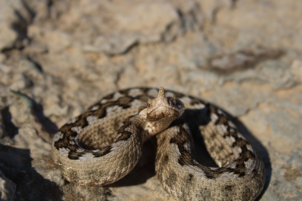 Vipera ammodytes showing off its horned nose looking directly at the camera 