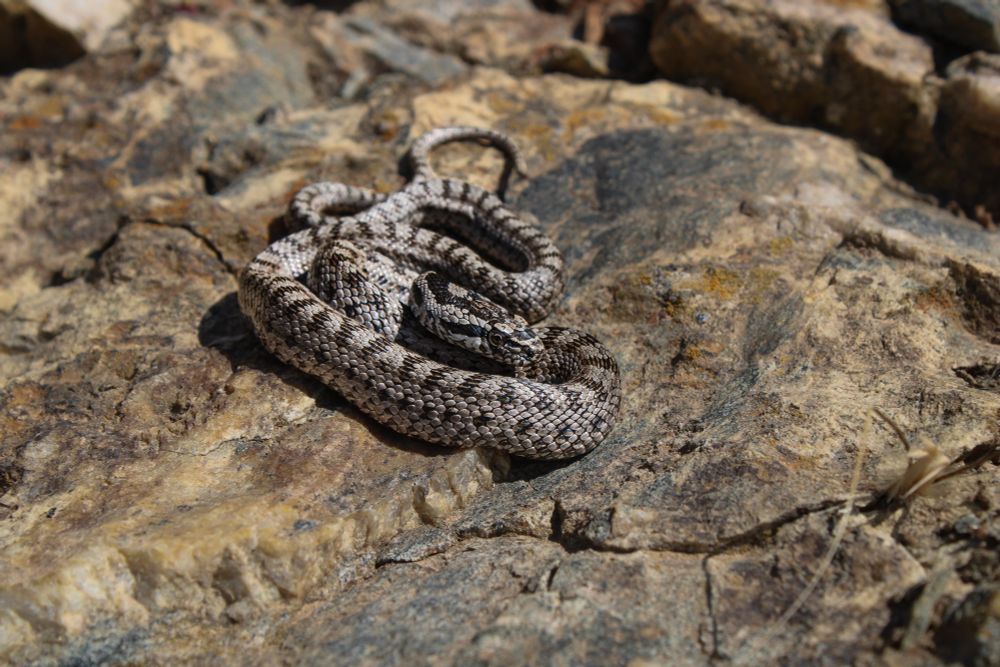 Juvenile E. quatuorlineata sporting its grey and black striped pattern