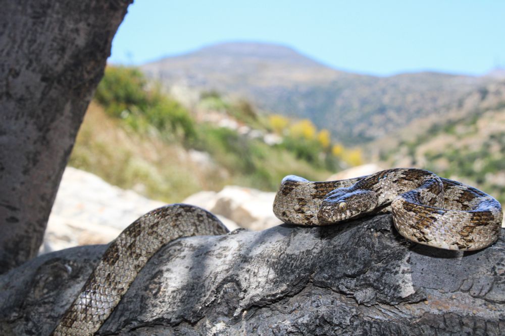 Grey and brown splotched cat eyed snake sits in a tree branch with the sky and mountain behind it 