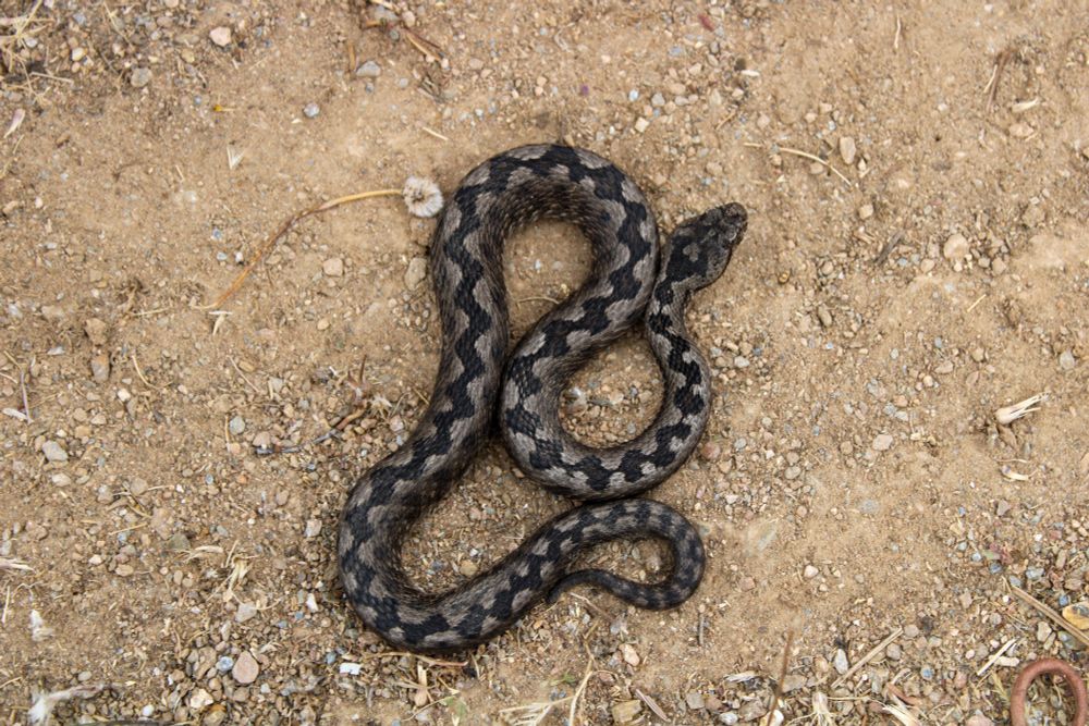 A top down view of a striking black and grey viper 