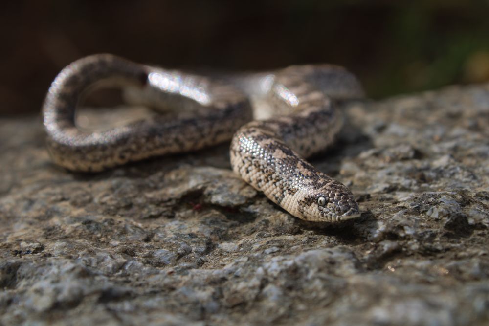 Sand boa close-up