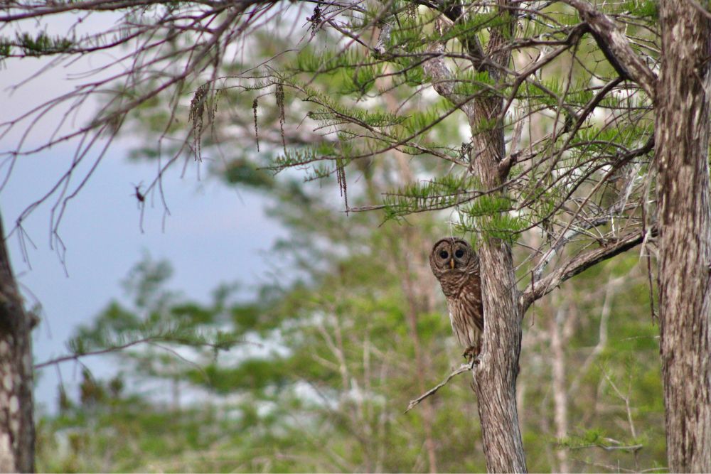 Barred owl peering at the camera while perched in a cypress tree.