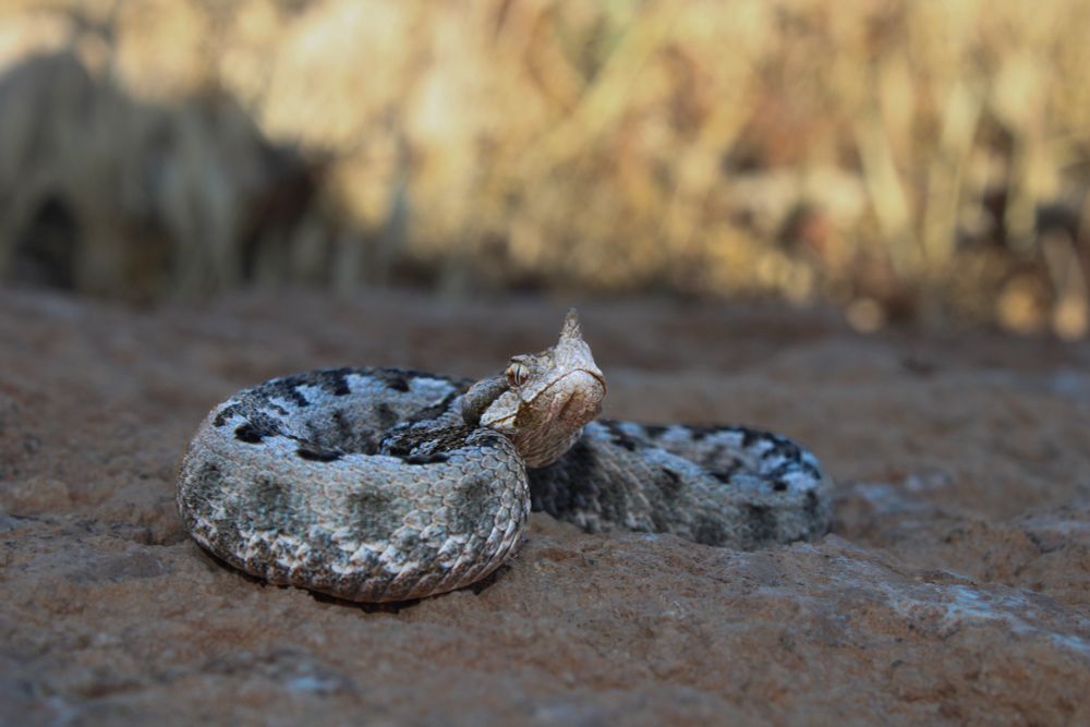 Grey Vipera ammodytes peers at the camera 