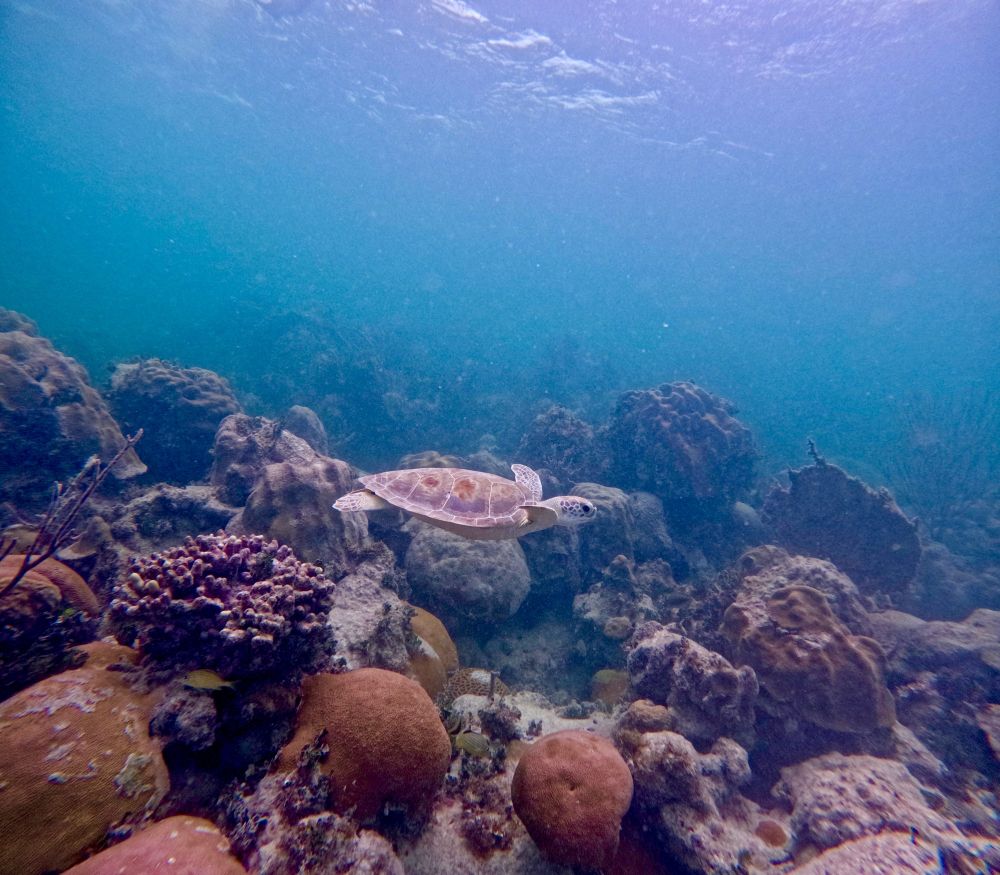 Green sea turtle cruising over a coral reef