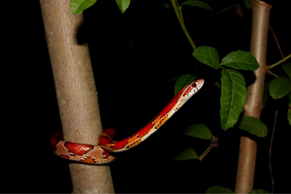 Vibrantly orange corn snake climbing from one tree to another.