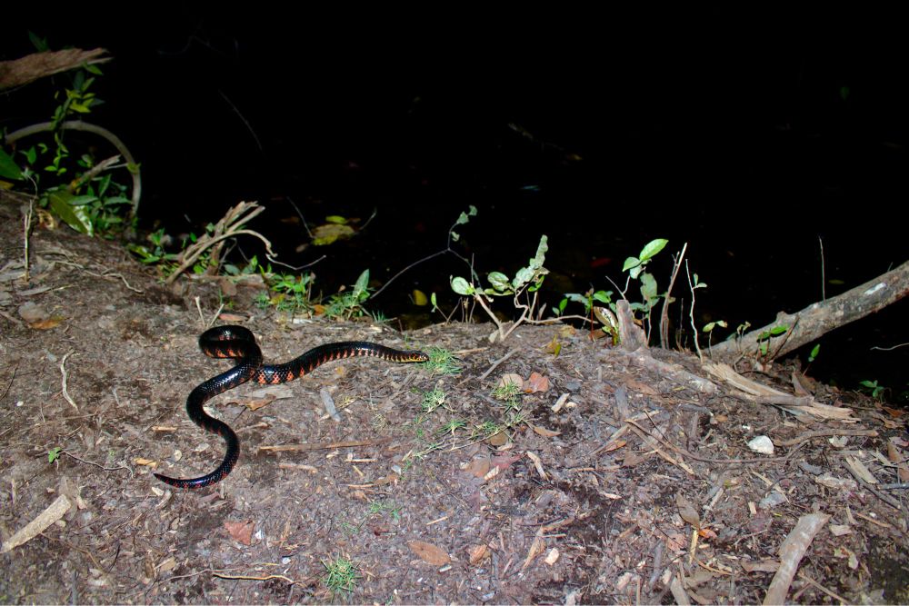 Mud snake crawling along the bank of a tannin-stained canal