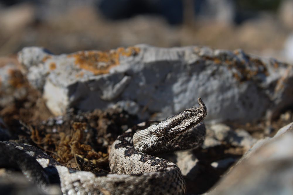 Black and gray nose-horned viper sits in front of rock. 