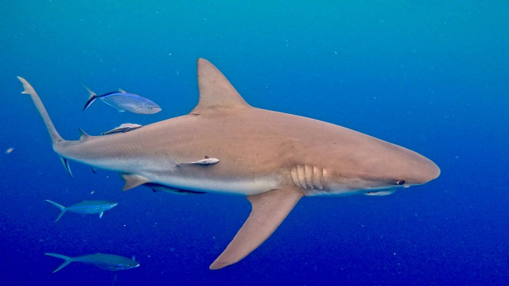 Sandbar shark swimming in the deep blue ocean
