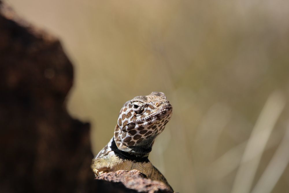 Collared lizard peering over a rock edge 