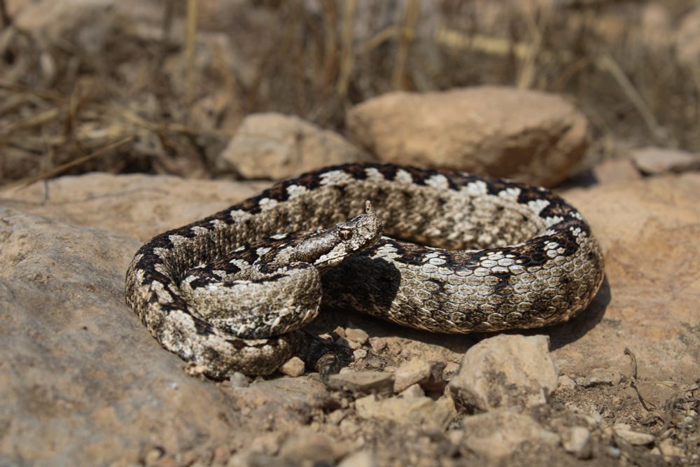 Large grey and black vipera ammodytes sits on brown rocks 