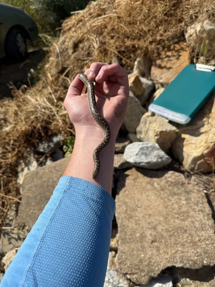 First data point of my dissertation! Sand boa (Eryx jaculus)