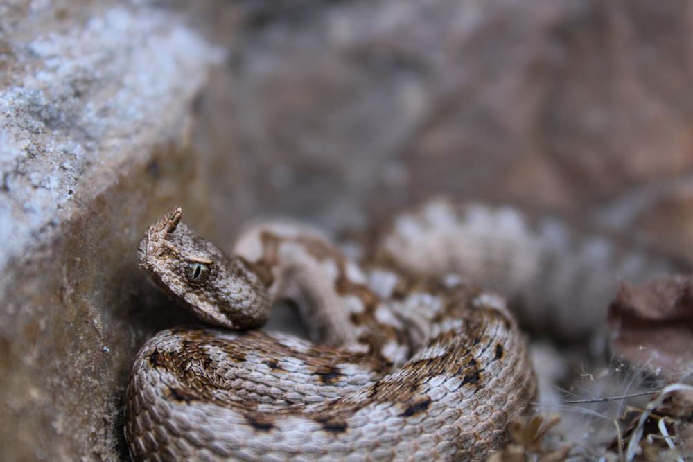 Grey and brown viper close up 