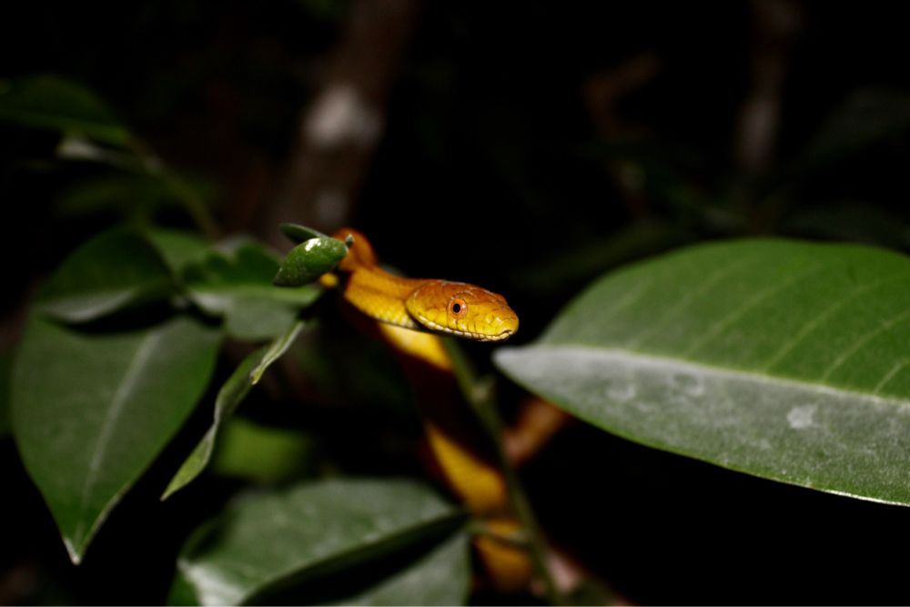 Yellow rat snake with its large, orange eye peering at the camera.