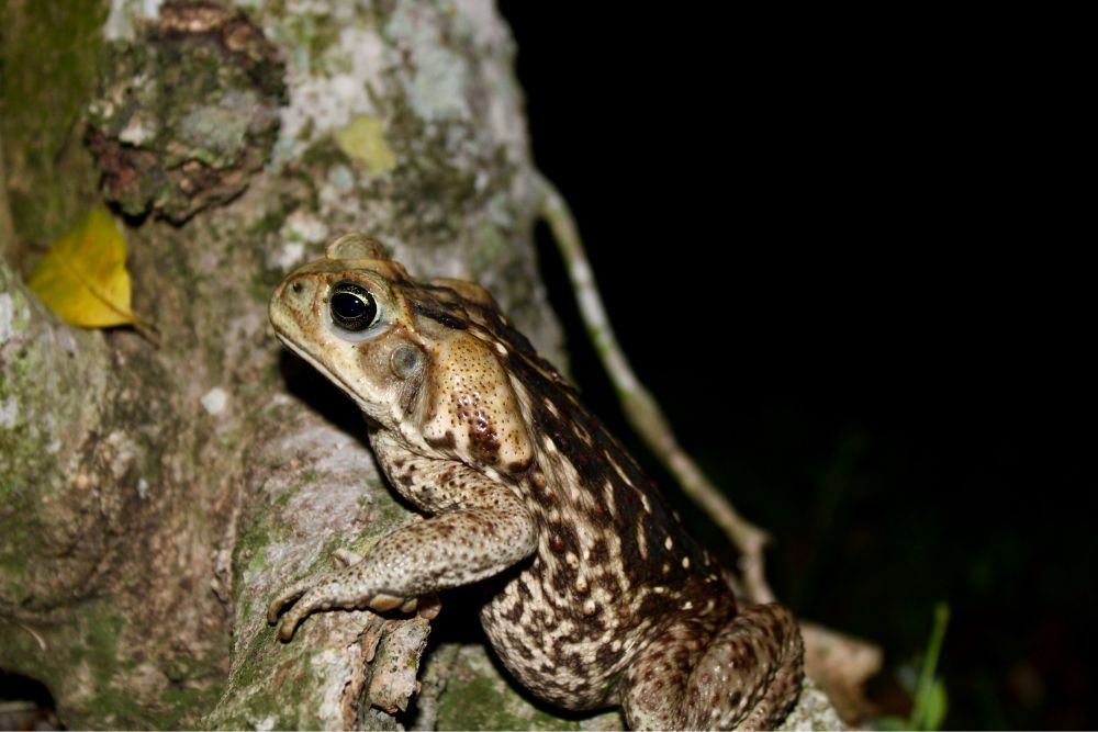 Cane toad sitting on roots of a tree
