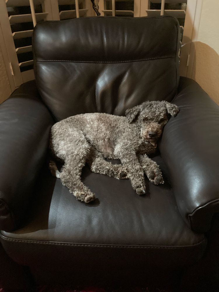 Dog lounging in a chair 