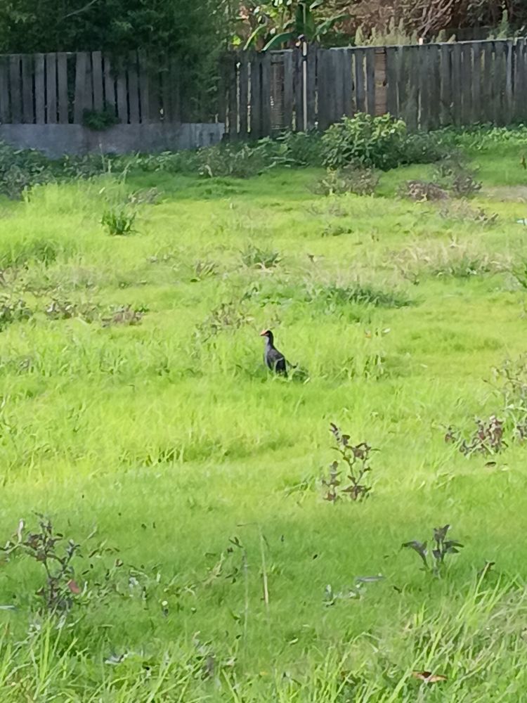 A pūkeko takes back Category 3 land 