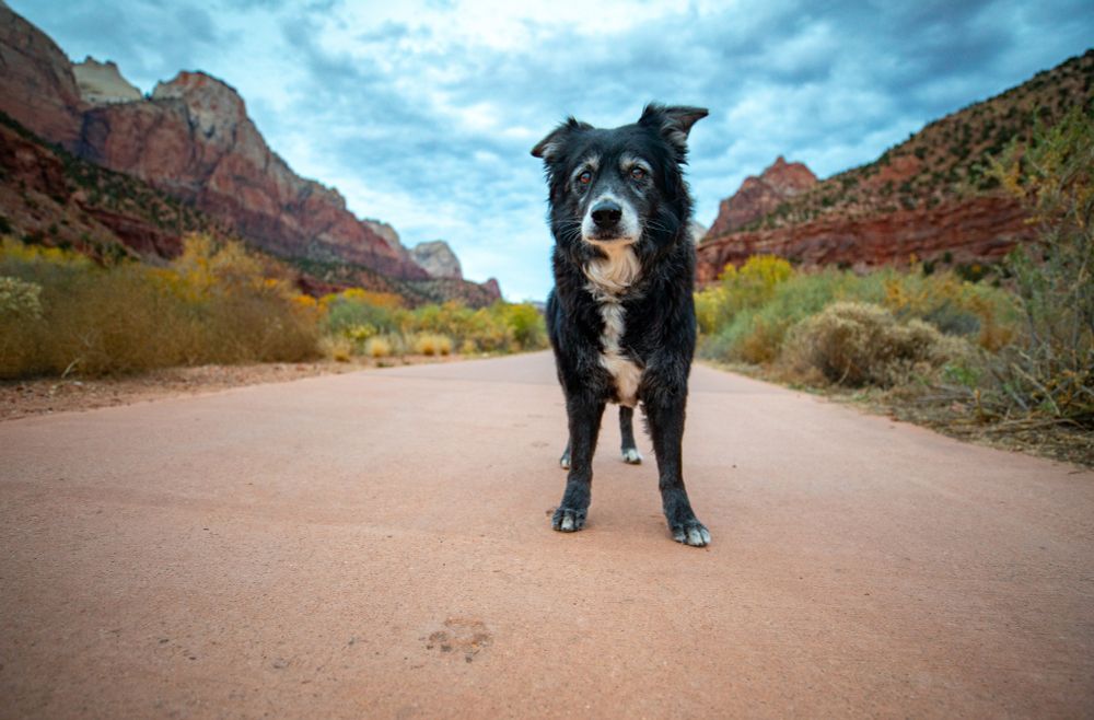 A cement pawprint in the foreground, Lily the border aussie in the middle ground, and Zion in the background. 