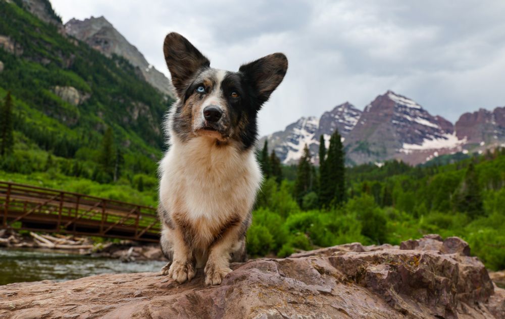 A blue merle Cardigan Corgi with Maroons Bells in the background. 
