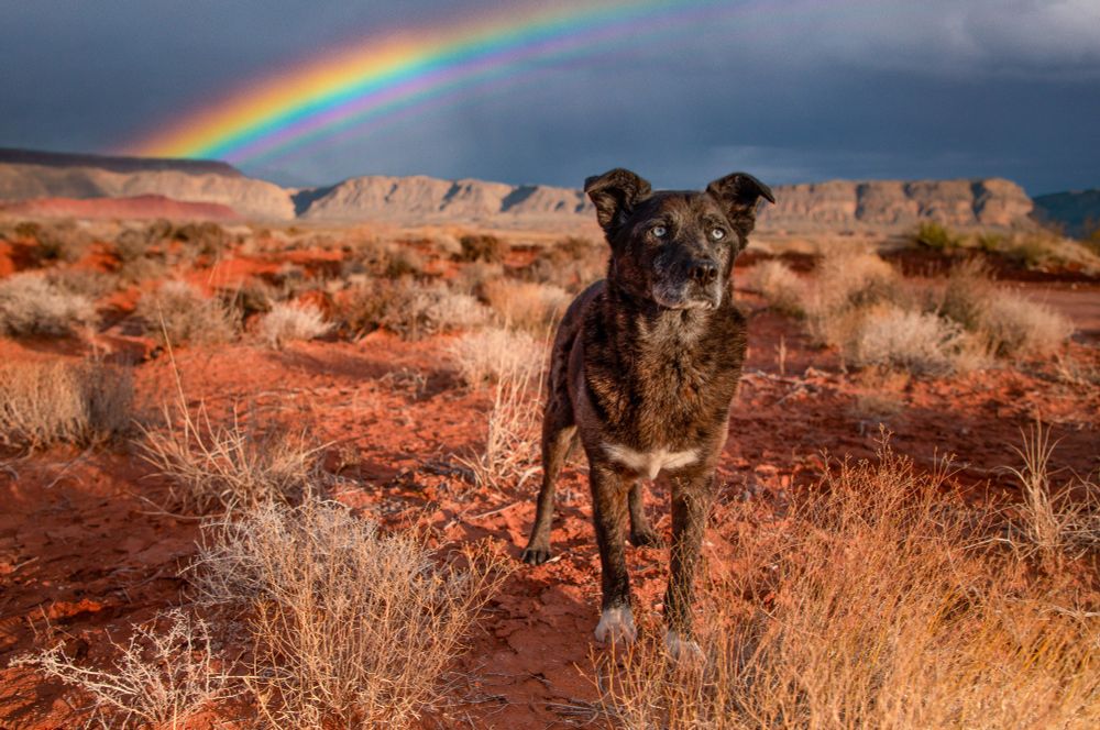 A blue eyed Heeler mix with the Colorado plateau and composited rainbow in the background. 