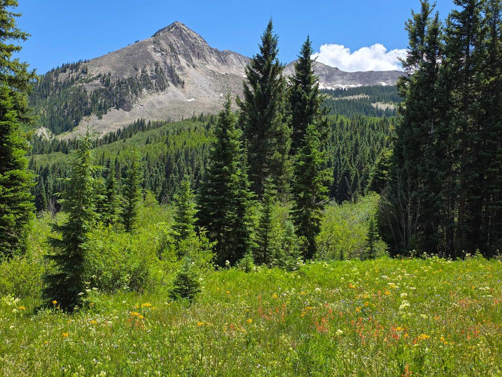 Field of wildflowers in the foreground, gorgeous peak in the background. 