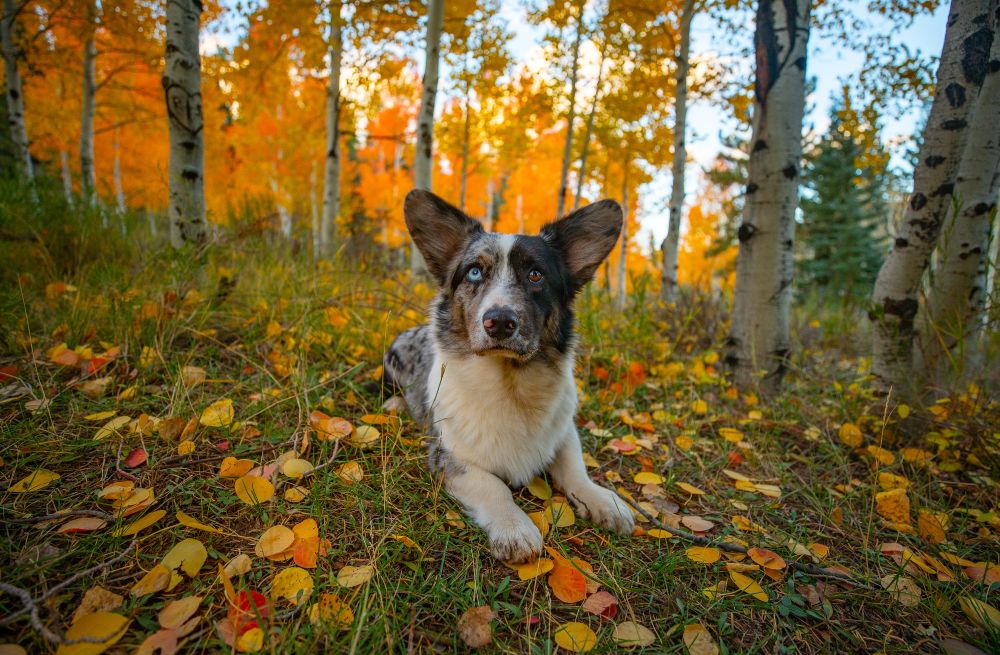 A cardigan corgi surrounded by fall leaves and aspens in the background. 