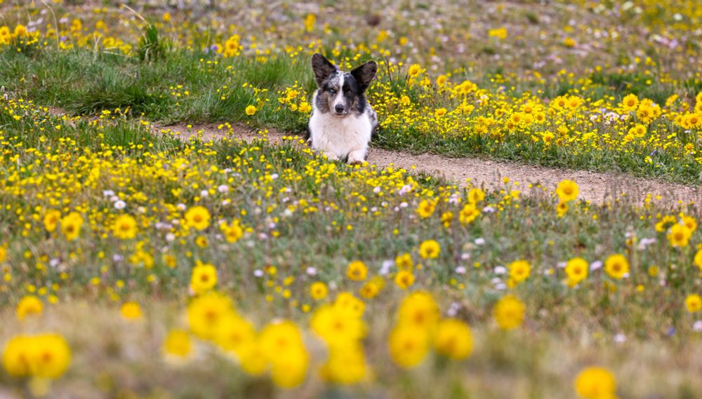A cardigan corgi in a field of yellow flowers. 