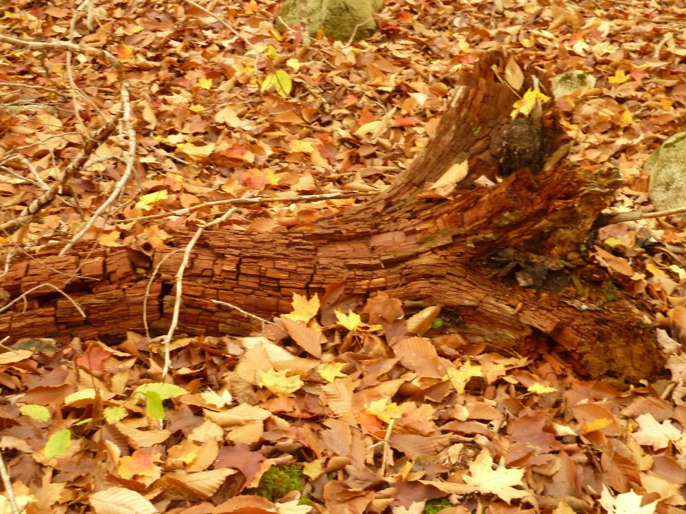 A decomposing tree stump surrounded by autumn leaves. The stump is rust brown and the leaves are shades of yellow, orange and brown. Very pretty in an unconventional way.