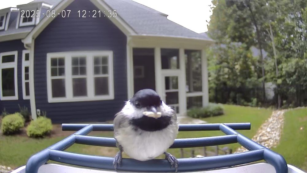 A rotund little chickadee sitting calmly with his delightful seed prize