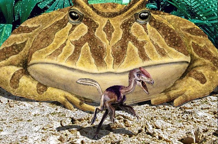 Extinct, massive frog genus Beelzebufo staring down a much smaller theropod