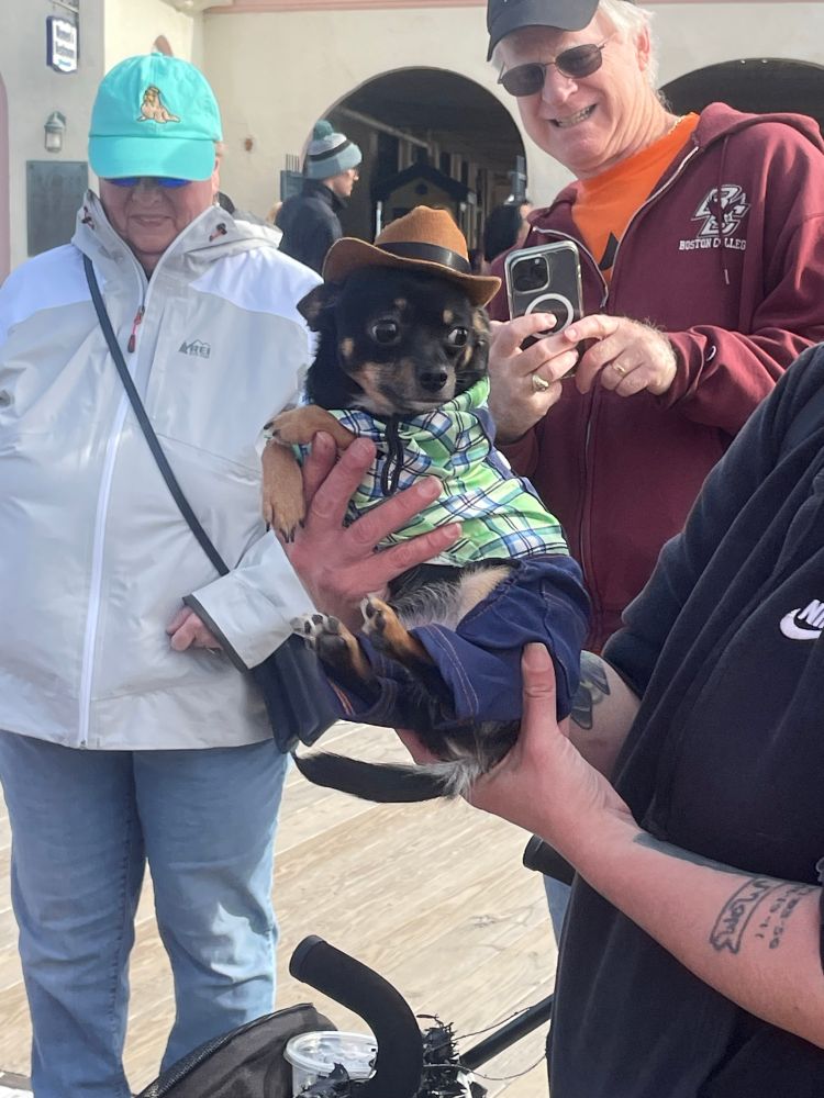 Smallest dog alive, wearing a cowboy costume, held aloft in someone’s hands