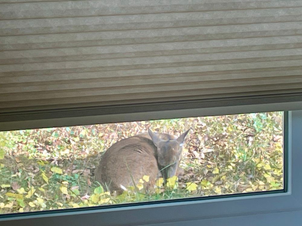Looking throw a window at a young deer sleeping with its nose tucked towards its tail