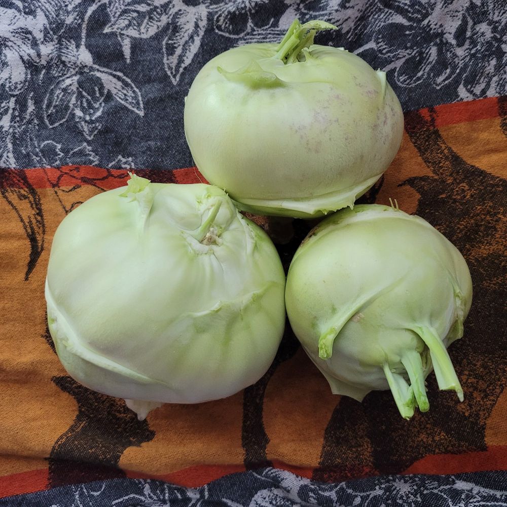 Three kohlrabi bulbs on my orange and black Halloween towel. These were just harvested from the garden. My favorite summer salad is a great citrus kohlrabi slaw.
