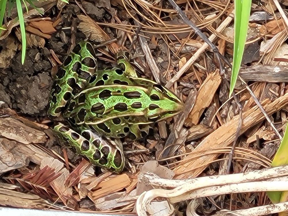 A green Northern Leopard Frog showing off his spots. This is a top-down view, and it is sitting on bark mulch.