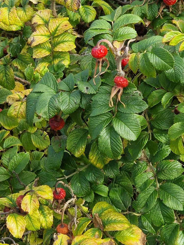 Green and yellow leaves of a rugosa rose and some red rosehips.