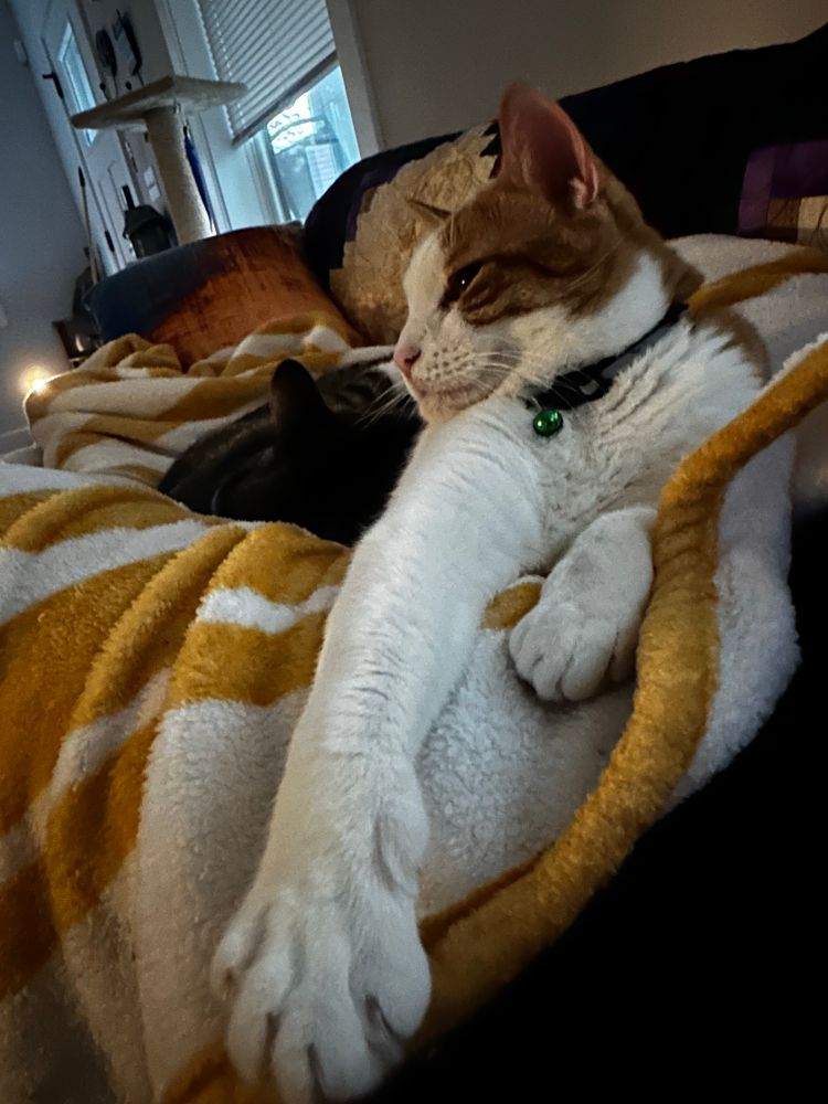 Tater Tot is an knee and white tabby, lounging on a striped blanket, one arm elegantly stretched and his toes flexing so you can see his sharps 