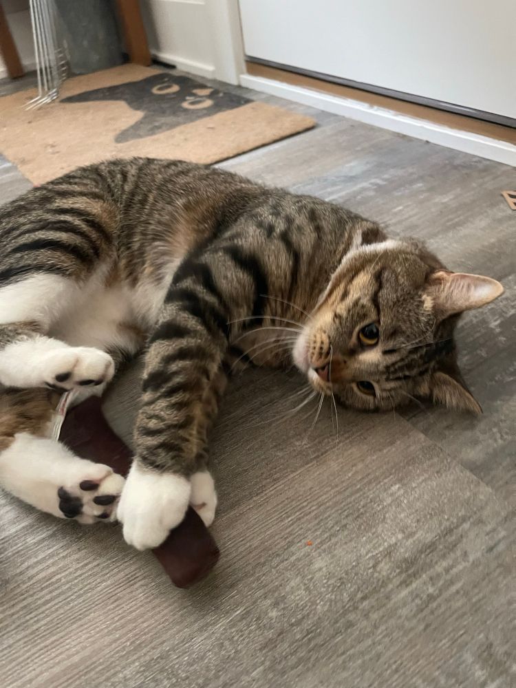 Triscuit is a brown and gray tabby cat with white feet, curled on the floor and holding his tail with his front paws