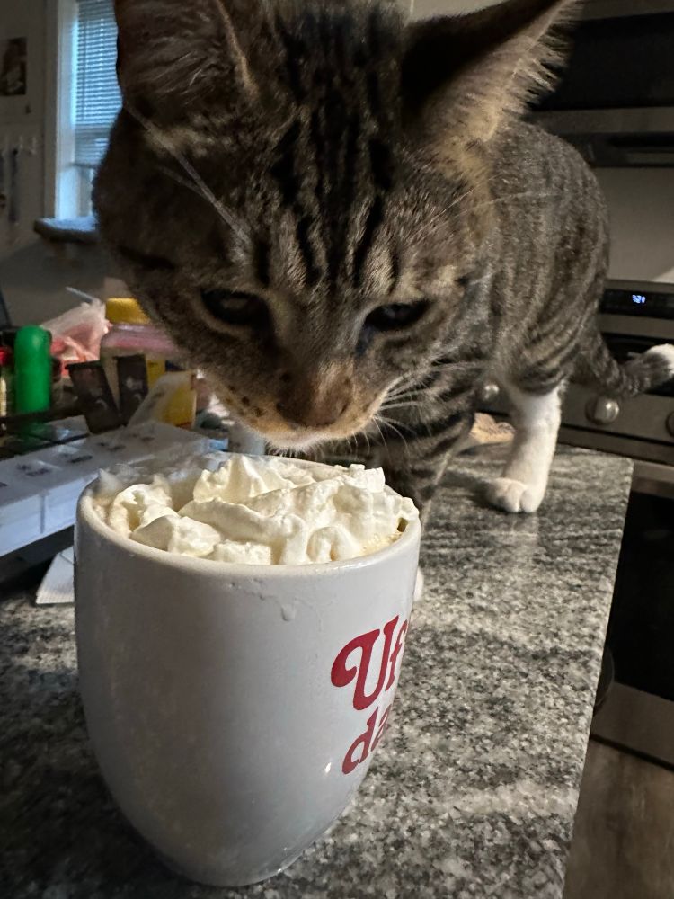 Triscuit is a brown and gray tabby cat with white feet, looking over a ceramic mug with whipped cream (that he has licked)