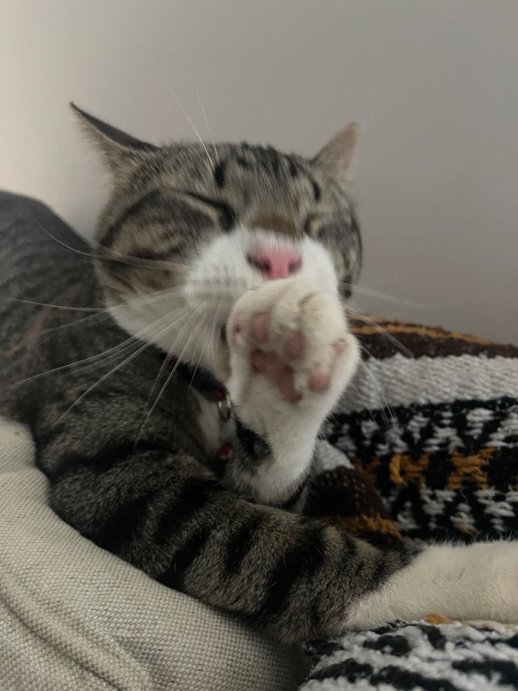 Crouton is a brown and gray tabby with white feet and face, one paw lifted as he grooms his paws, and you can see his pink little toe beans