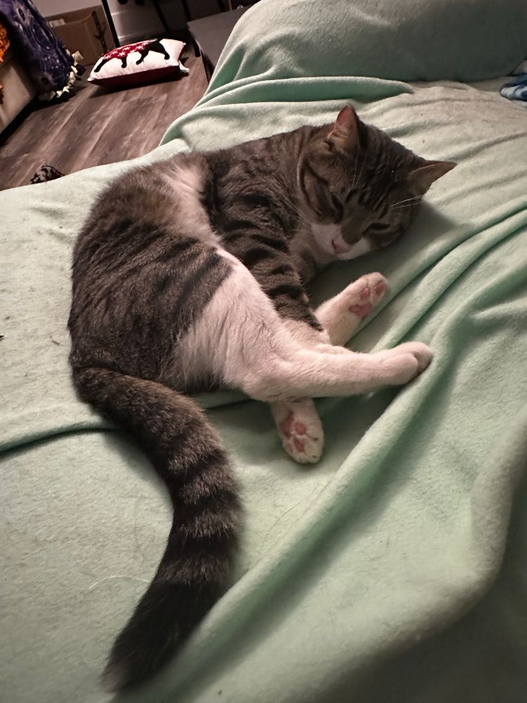 Crouton is a brown and gray tabby cat with white feet and face, curled up on a green blanket with his pink toe beans on display 