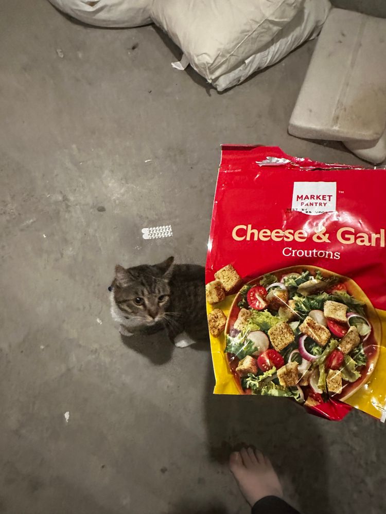 Triscuit is a brown and gray tabby with white feet, sitting in the basement floor and looking up to where I’m holding an empty bag labeled “cheese and garlic croutons”