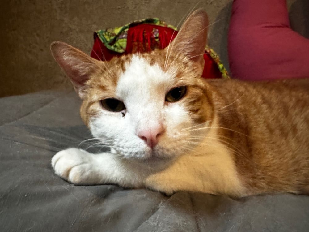 Tater Tot is an orange and white tabby cat, laying on a gray blanket, looking confusedly into camera because he just woke up from a nap