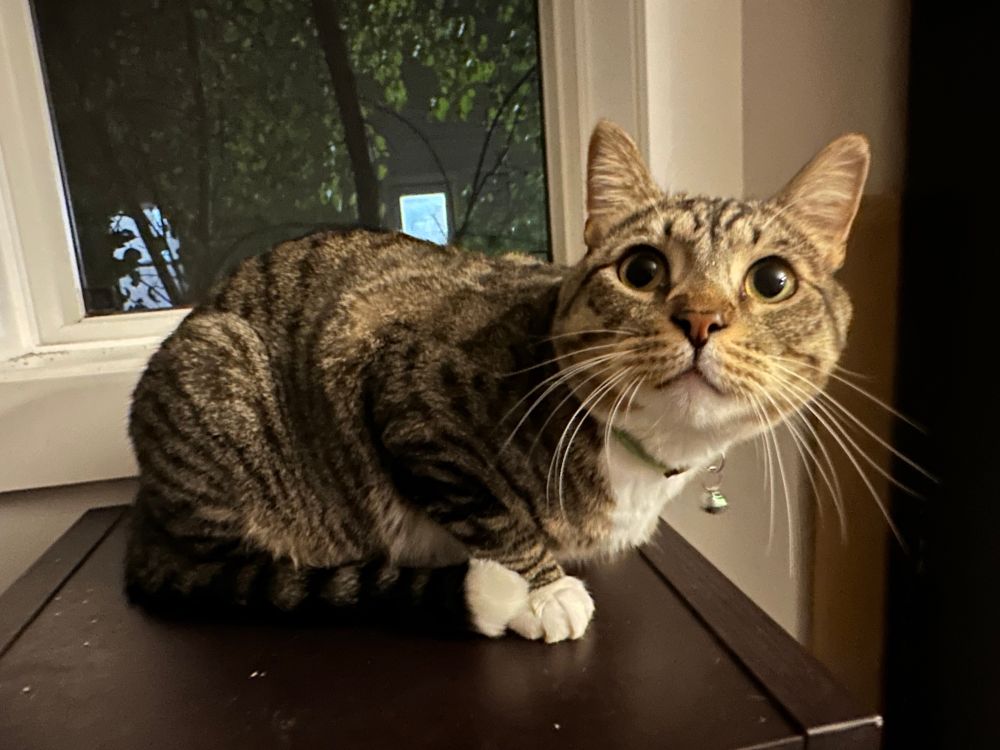 Triscuit is a brown and gray tabby cat with white feet, sitting innocently on a bookshelf by the window, looking up with enormous eyes, the picture of not guilty, NEVER would he try to eat plastic, he is only baby, the most innocent child to ever exist, has never done a crime in his life!!!!