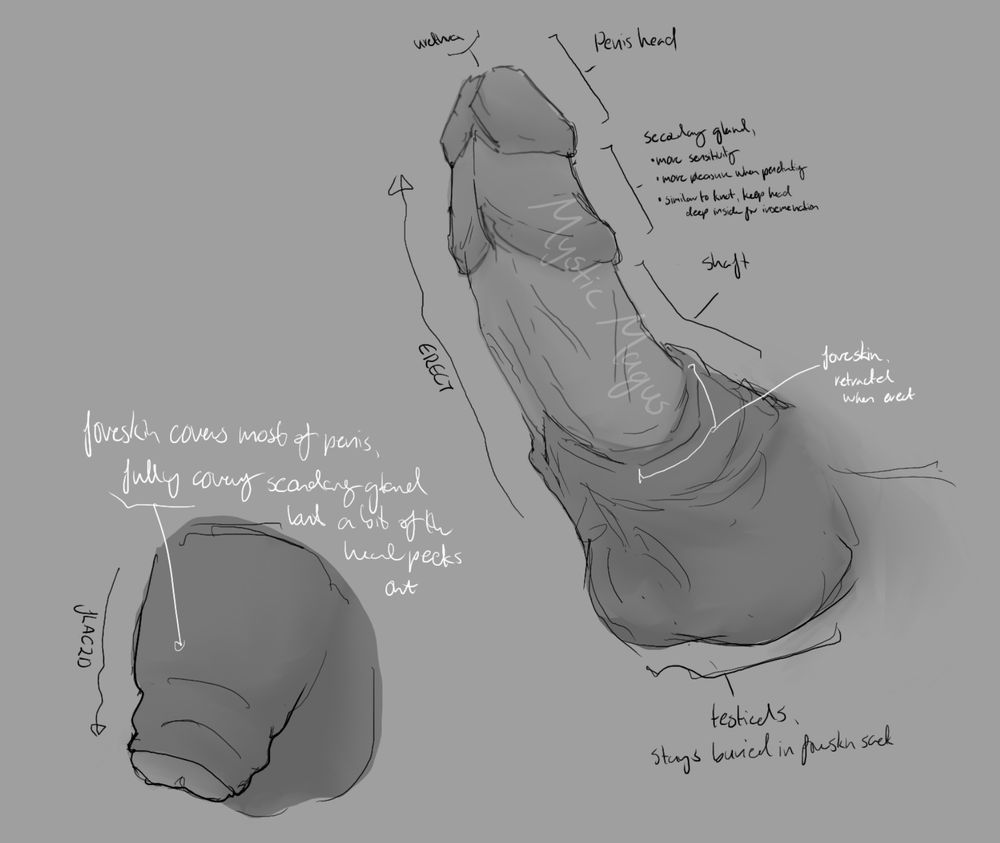 Digital art of my OC Orc's penis, in grey scale.
There are two images, one flaccid and one erect, and both are heavily annotated.
The left is Orc's flaccid penis, it's quite small as it's retracted into his foreskin, leaving only the top of the tip exposed. You can see the ridges of his penile glans under the foreskin, and his testicles are hidden in a pouch under the same skin as his foreskin.
On the left of the flaccid penis is a black arrow and text pointing down the length, saying "flaccid." Above is white text pointing to the foreskin that says "foreskin covers most of penis, fully covering secondary gland, but a bit of the head peeks out."
To the right is Orc's erect penis, it's much longer and girthier, extended from his foreskin, though it is still around the base of his penis and his testicles are still hidden in their pouch. Of note are his penile glans, it looks like he has two human penis glans, one on top of the other. 
On the left of the erect penis is an arrow going up the length saying "erect." At the very top there is a label for "urethra," which is in the same spot as a human penis. On the right are the various segments of the penis annotated; the upper glans is labelled "penis head," the second is labelled "secondary gland," with dot points under it stating: "more sensitivity, more pleasure when penetrating, similar to knot, keeps head deep inside for insemination." The length under the heads is labelled "shaft," and under that is white text pointing to his foreskin that says "foreskin. Retraced when erect." At the very bottom is text annotating his testicles, saying "testicles, stays buried in foreskin sack."
It must be noted that my handwriting isn't very legible, it's a loopy and messy mix of cursive and print letters.