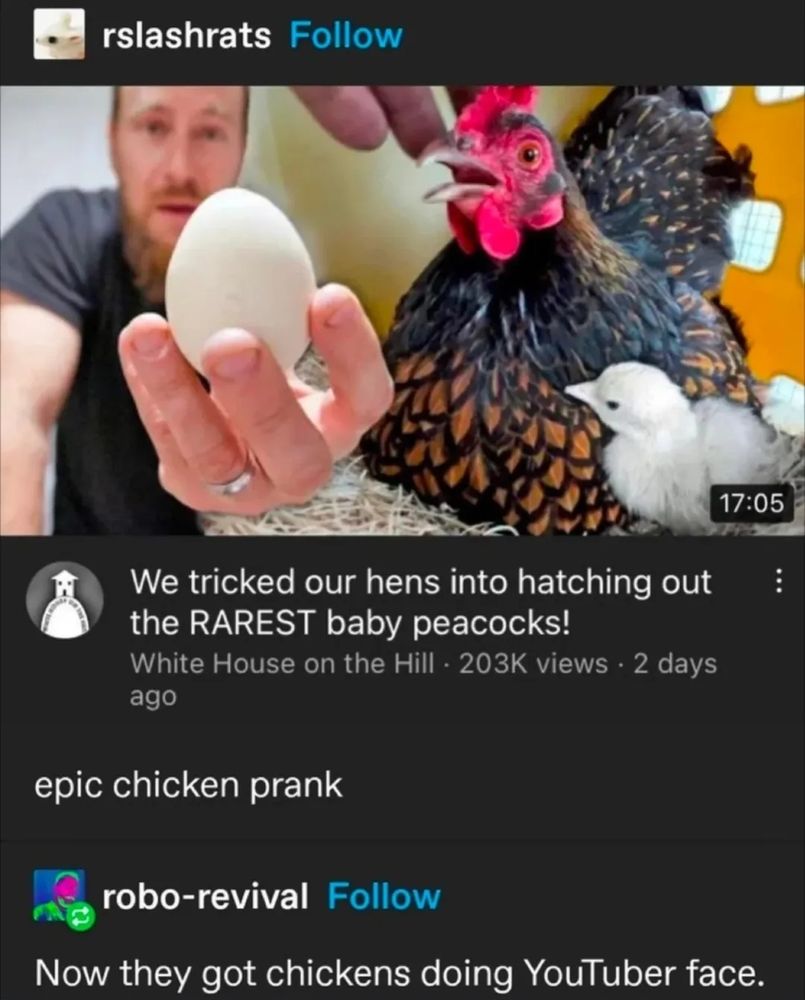 YouTube thumbnail titled "we tricked our hens into hatching out the RAREST baby peacocks!" with a white guy holding an egg up to the camera, next to a shocked looking black and brown chicken and grey chick

tumblr user robo-revival: now they got chickens doing YouTuber face